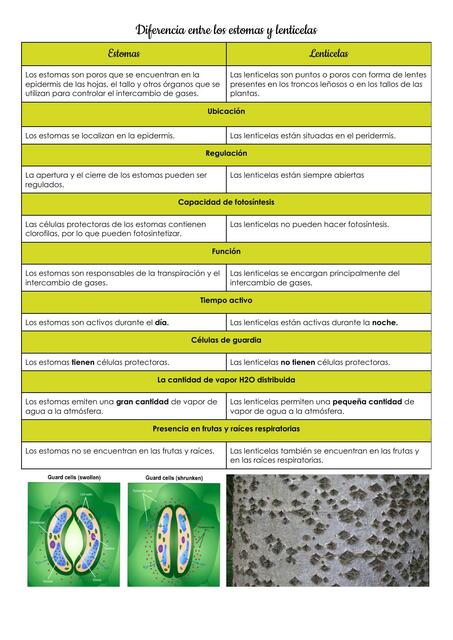 CUADRO COMPARATIVO DE ESTOMAS Y LENTICELAS