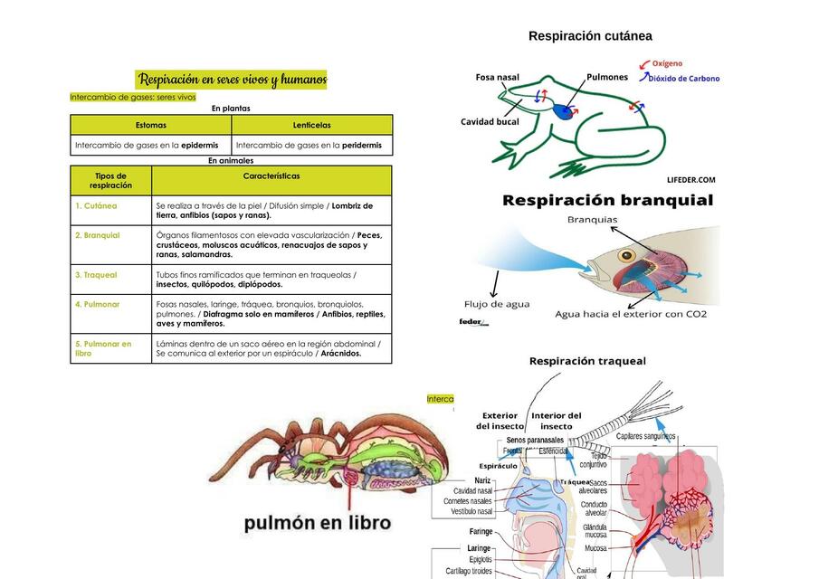 RESPIRACION EN SERES VIVOS Y HUMANOS