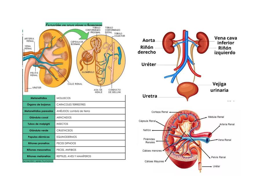 EXCRECION EN SERES VIVOS Y HUMANOS