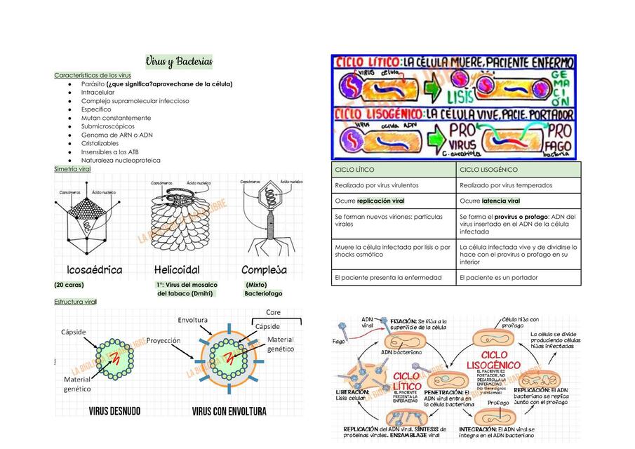 VIRUS Y BACTERIAS