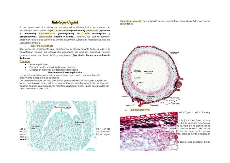 HISTOLOGIA VEGETAL