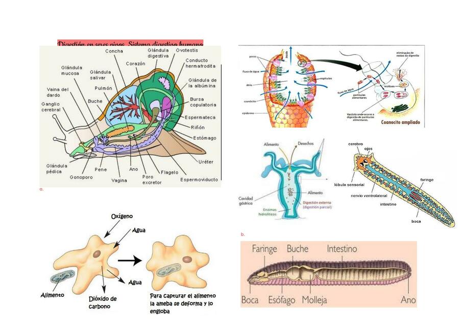 DIGESTION EN SERES VIVOS SISTEMA DIGESTIVO HUMANO