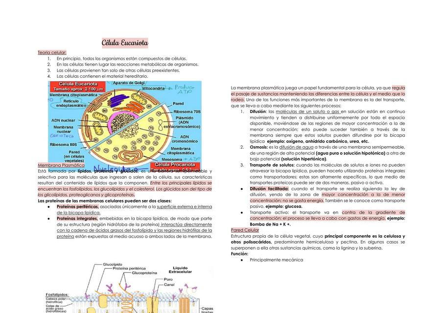 CELULA EUCARIOTA