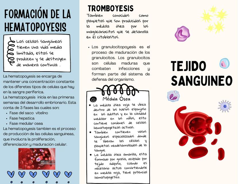 Trifoliar Histología del Tejido sanguíneo