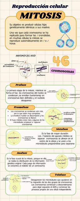 Reproducción celular mitosis Infografia