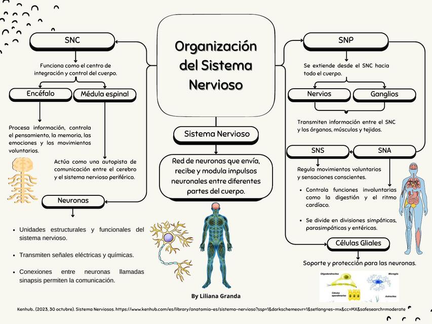 Organización del Sistema Nervioso