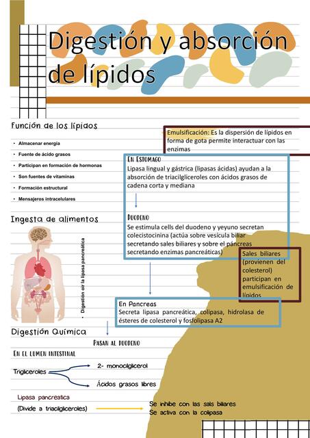 Digestión y absorción de lipidos