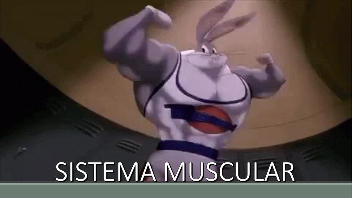 SISTEMA MUSCULAR