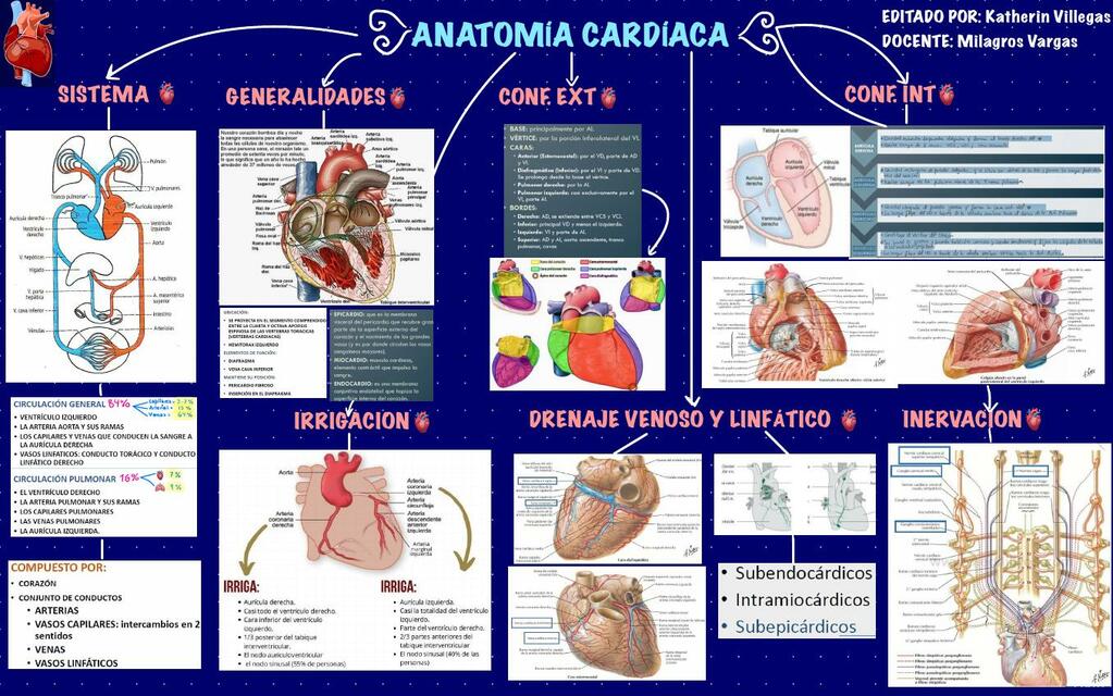 Anatomía corazón