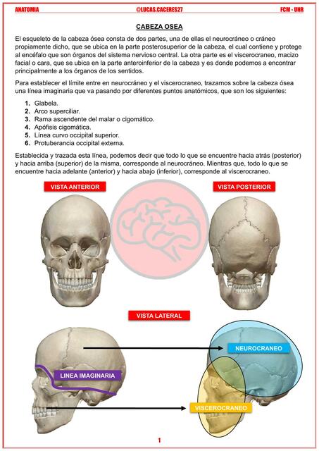 Cabeza osea Lucas Caceresm