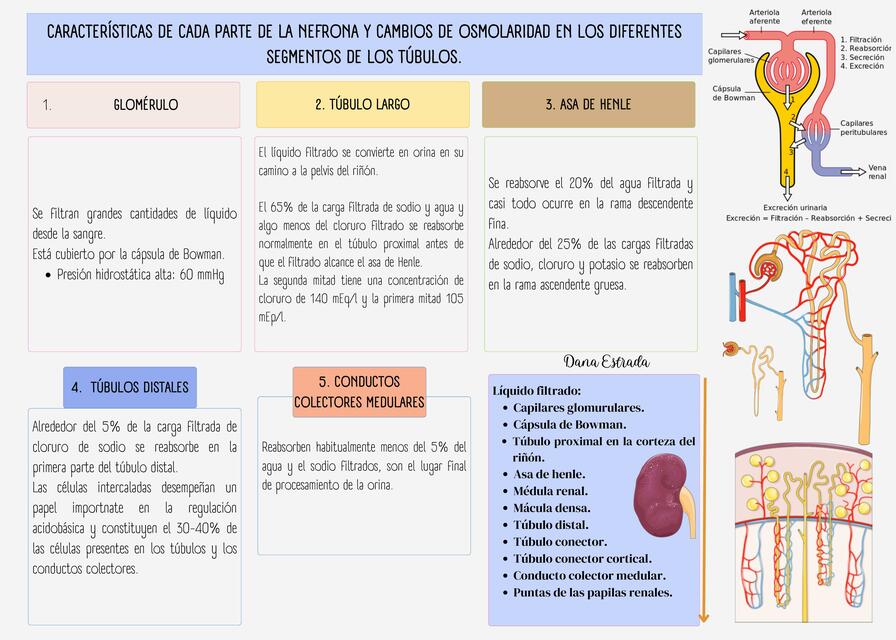 PARTES DE LA NEFRONA Y OSMOLARIDADES