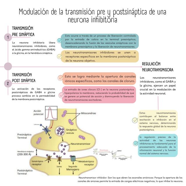 Modulación de la transmisión pre y postsináptica Neurona Inhibitoria