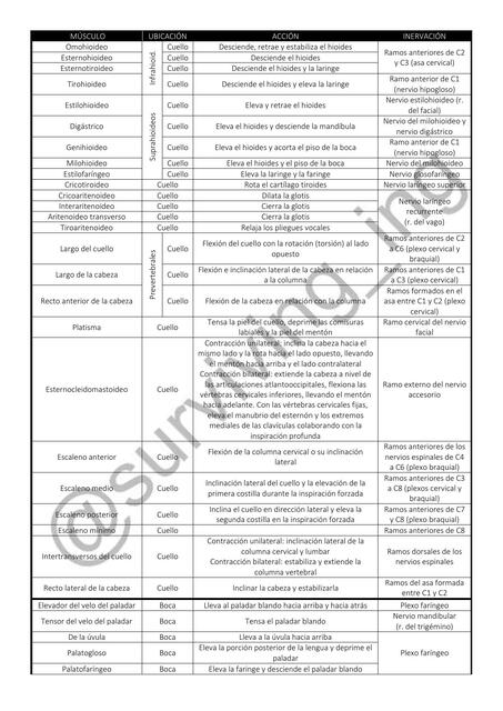 Resumen de músculos