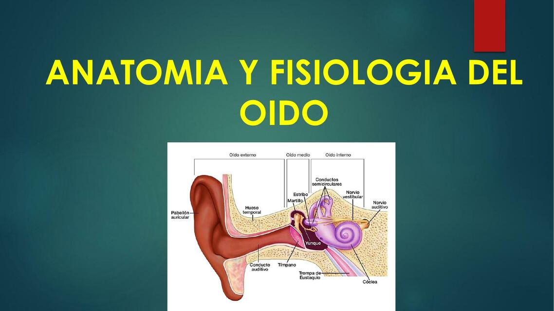 ANATOMIA Y FISIOLOGIA DEL OIDO