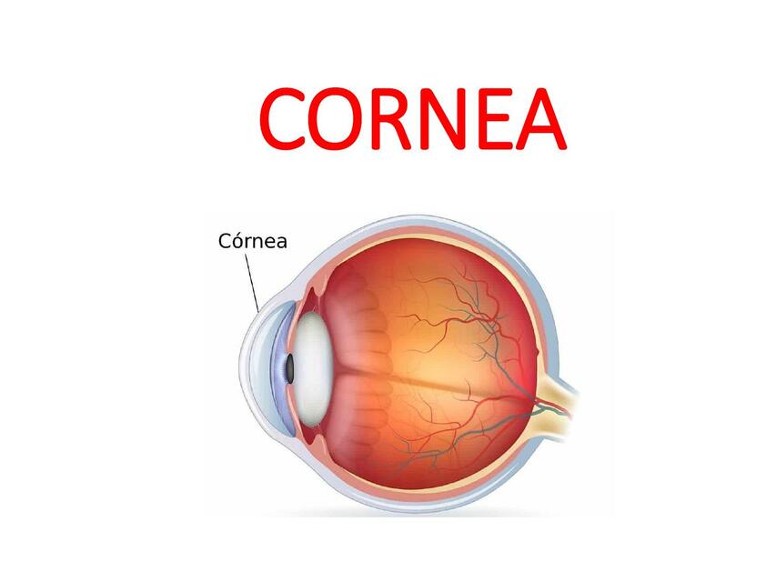 CORNEA