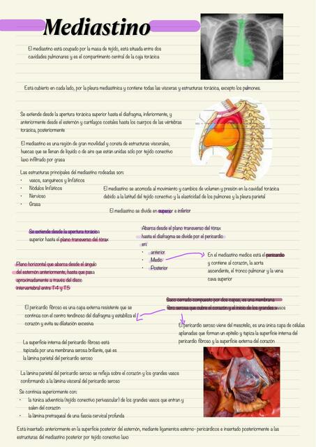 Morfo 2 Actividades