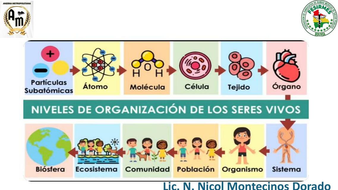 TEMA 4 1 MORFOFUNCION NIVELES DE ORGANIZACION