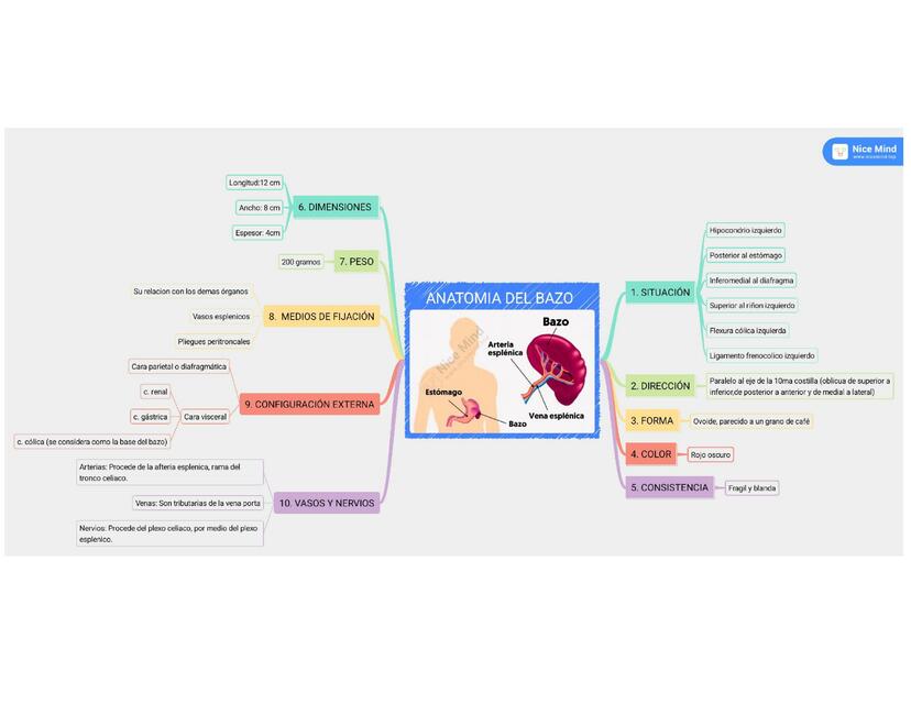 Anatomía del Bazo