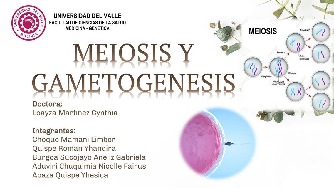 MEIOSIIS Y GAMETOGENESIS