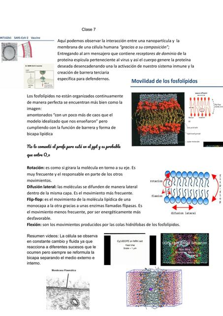 MEMBRANA