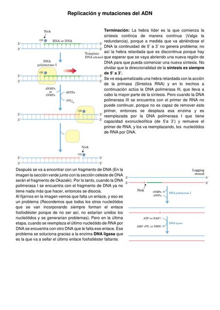 Replicación y mutaciones