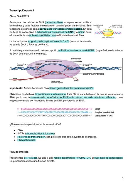 Transcripción I