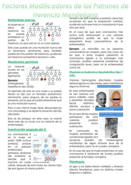 Factores Modificadores de Patrones de H Mendel