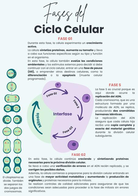 CICLO CELULAR