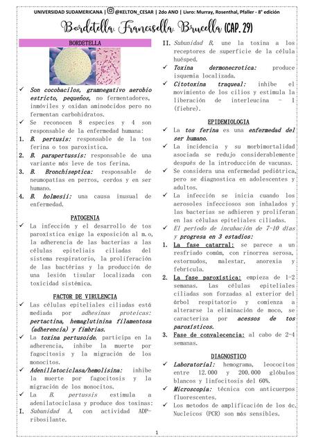 Cap 29 Bordetella