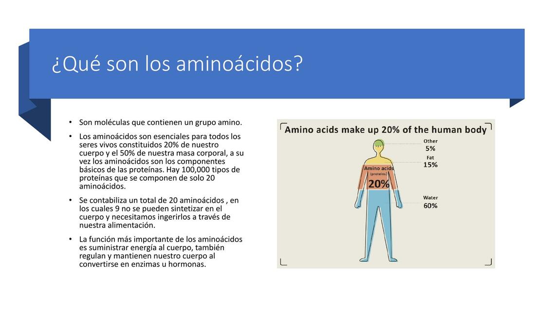 significado de los aminoácidos