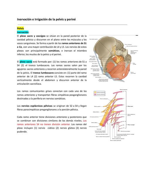 Inervación e Irrigación de la pelvis y periné