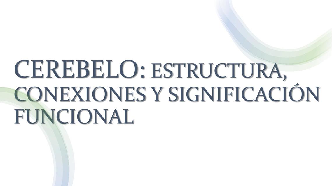 Cerebelo Estructura y sistematización