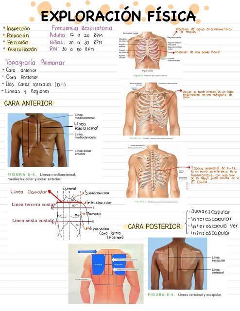 Exploración Física de tórax