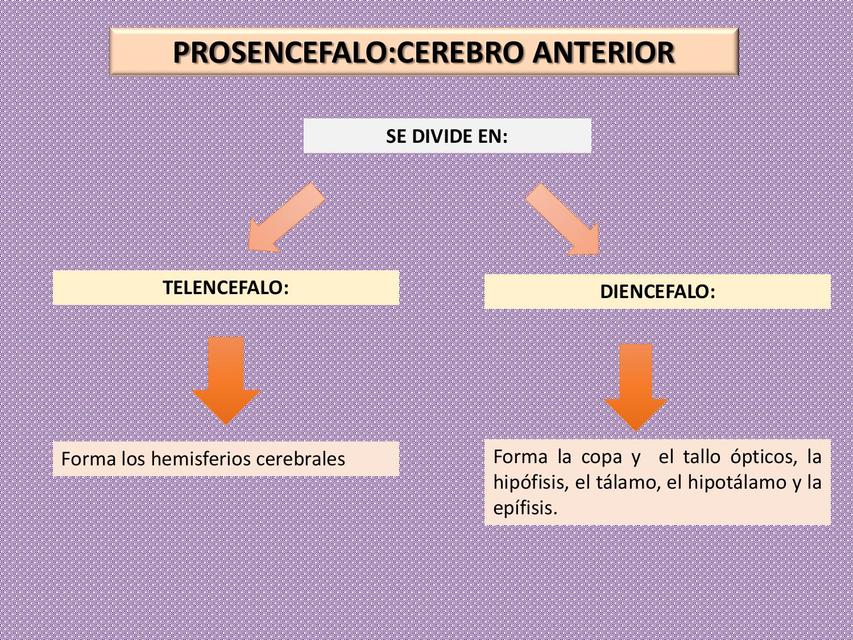 prosencefalo sistema nervioso