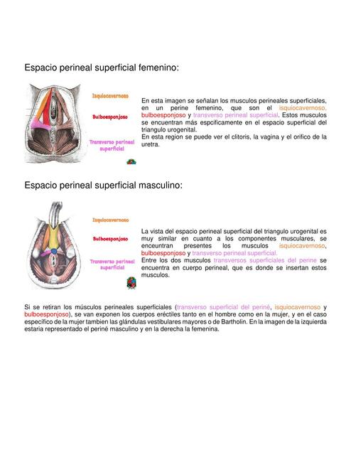 Espacio perineal superficial femenino