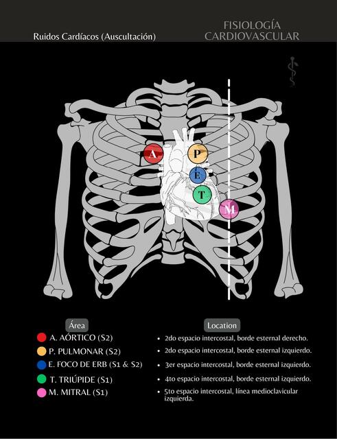 Auscultación de los Ruidos Cardíacos (Posición Anatómica)