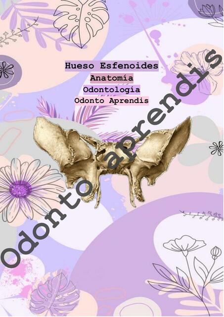 Hueso Esfenoides