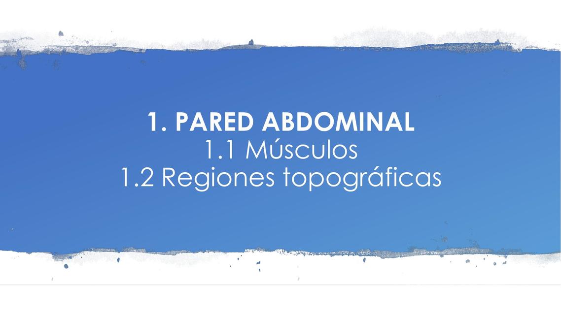 Anatomía de la pared abdominal