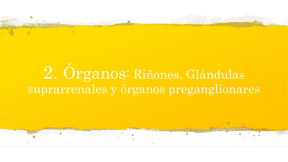 Riñones glándulas suprarrenales y órganos paraganglionares