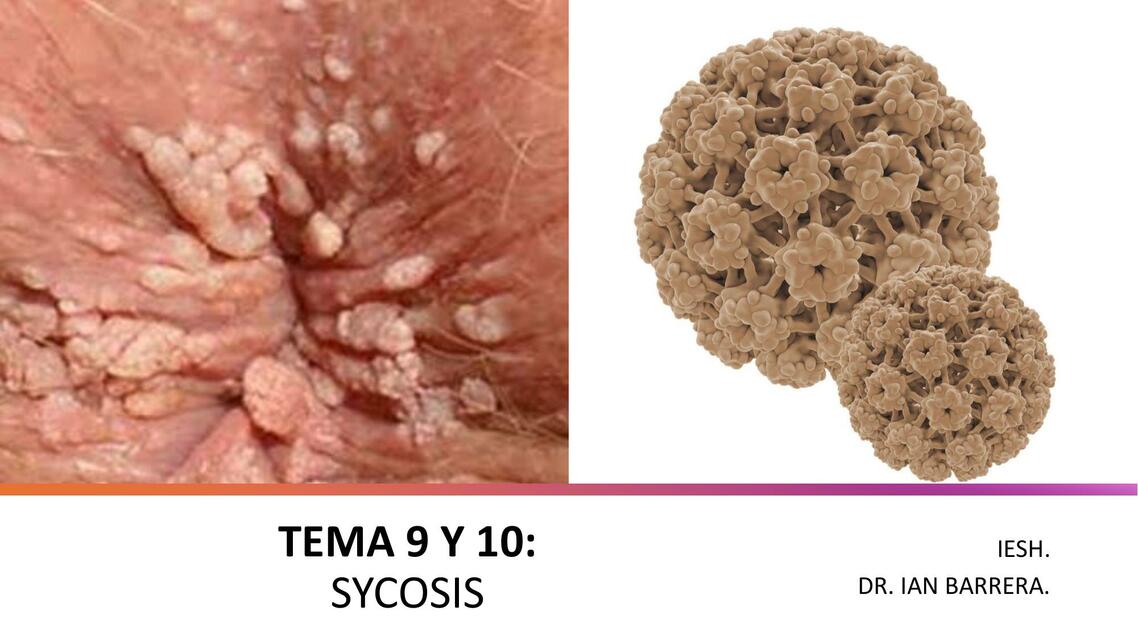 TEMA 9 Y 10 SYCOSIS