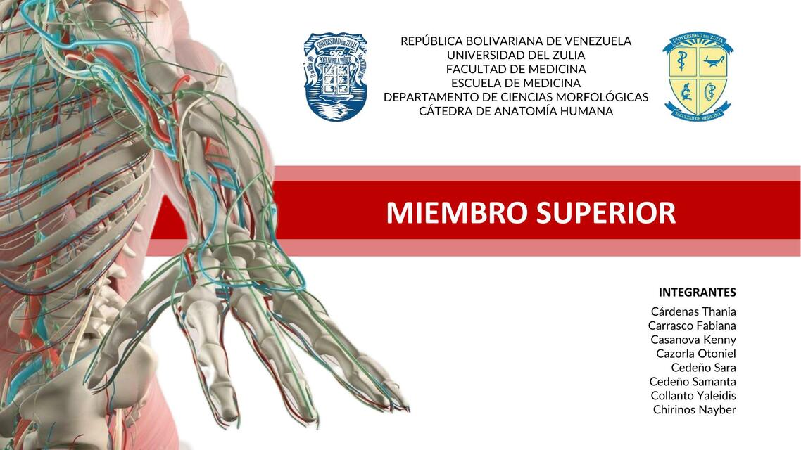 MIEMBRO SUP SEMINARIO - ANATOMÍA