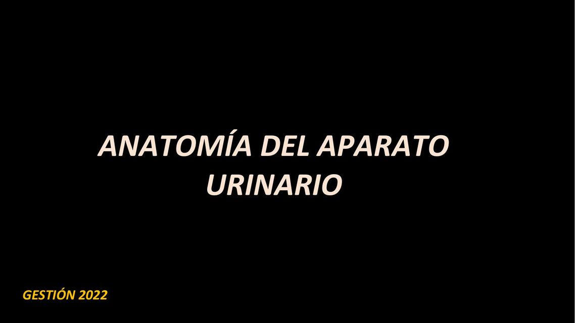 1 anatomía del aparato urinario