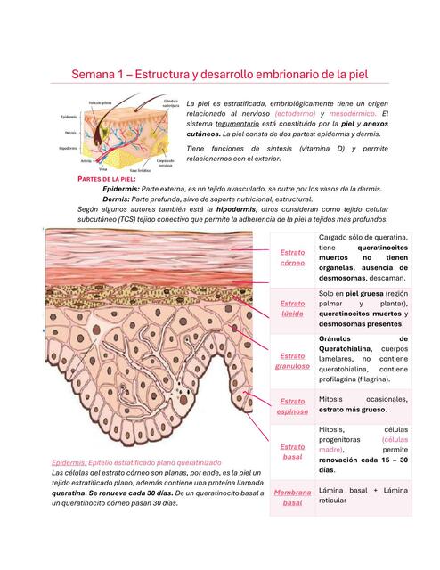 Semana 1 - Sistema Tegumentario