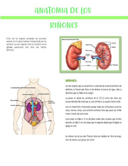 Anatomía-Embriologia-Histología de los riñones | Gi Molina | uDocz