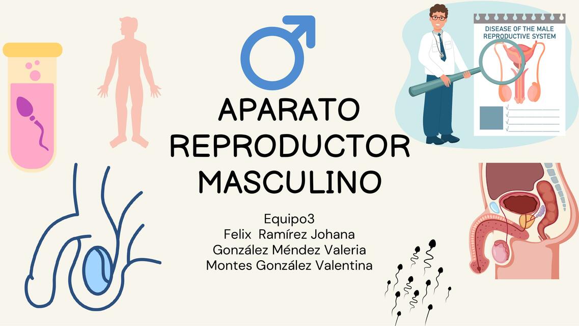 Aparato reproductor masculino