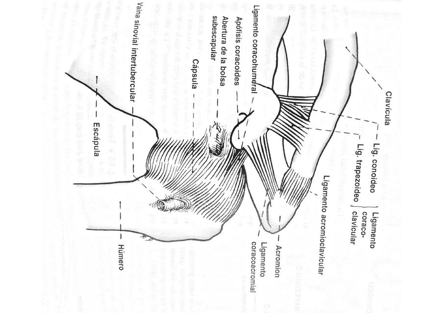Esquemas Hombro