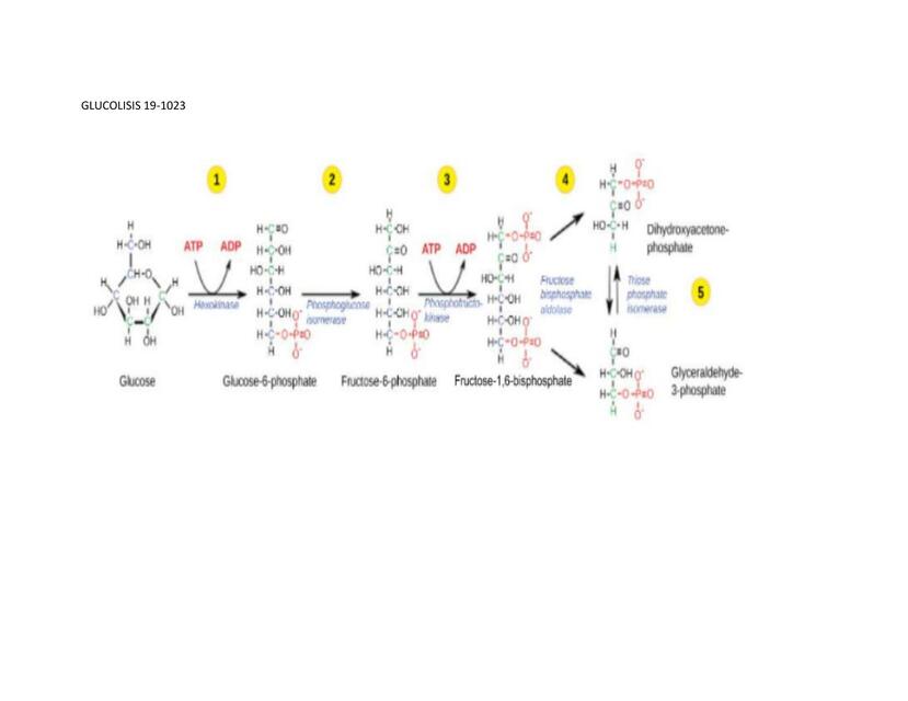 GLUCOLISIS 19