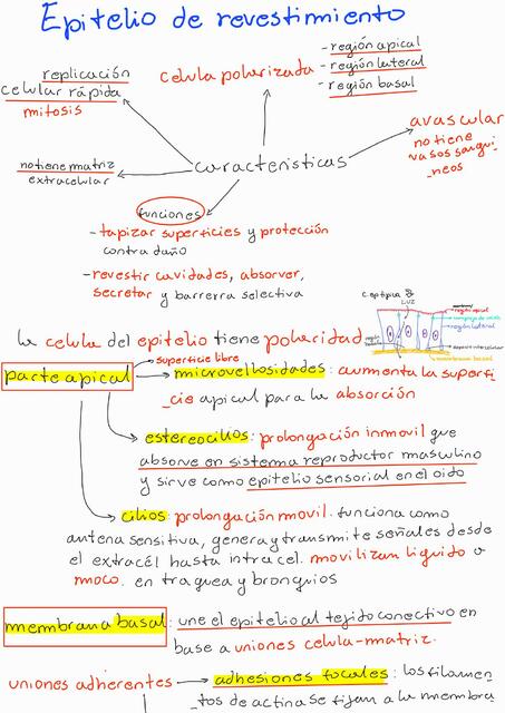 Epitelio de revestimiento y glandular; y tejido conectivo