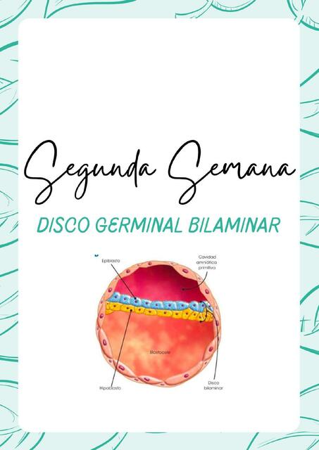 Segunda semana disco germinal bilaminar 