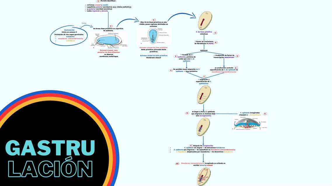 Gastrulación semana 3